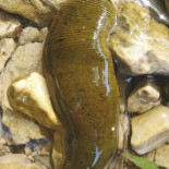 Los 10 peores trabajos científicos del año 2009