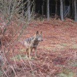 Muerta de un tiro la loba mantenida en cautividad que iba a ocupar el Centro de Robledo