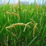 Crean arroz resistente a las inundaciones