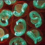 Revelan secreto contra el cáncer