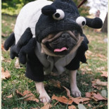 Los perros, cada vez más tontos