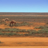 Cinco invasiones foráneas en la naturaleza: especies fuera de control