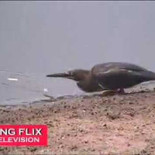 Sorprendente pájaro que pesca como los humanos