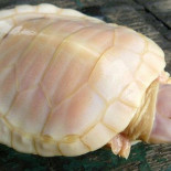 Tortuga Albina