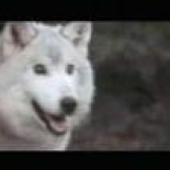 La actriz Ashley Judd carga contra Sarah Palin por su política de caza aérea de lobos