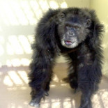 Humanos y chimpancés, parientes aunque no tan cercanos como se creía