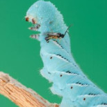 Avispas que convierten en zombies a las orugas gracias a un virus de hace 100 millones de años [Eng]