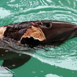 Un delfín permanece tres días con su compañero herido y después lo acompaña a los humanos para que lo curen [Eng]