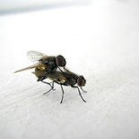 ¿Por qué las moscas no van al cine?