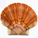 Moluscos del Mediterráneo cambian de sexo debido a la contaminación