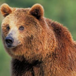 Las dos poblaciones de osos cantábricos se buscan entre sí (están separados por la A6).