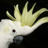 Cambia a dos niños por una cacatúa y 175 dólares