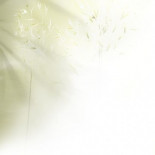 Un rancho-refugio para 500 gatos en Florida [EN]