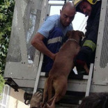 Inhabilitado para tener animales por matar de hambre a su perra