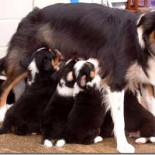 Curiosidades sobre los pezones de los mamíferos