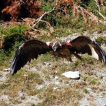 Denuncian a dos parapentistas por provocar la muerte de un pollo de quebrantahuesos