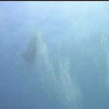 El vuelo de la manta raya, visto desde debajo del agua