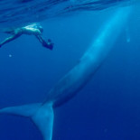 Capturan la foto y video de una ballena azul bebé por primera vez [Eng]