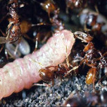 Y te tratarán como a una reina