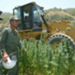 El hachís genera en Marruecos más divisas que la inmigración