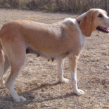 Panga, salvada por unos niños cuando mataban a sus cachorros