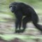 Los chimpancés emplean la geometría para navegar en la jungla