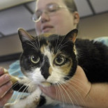 Compra un sofá de segunda mano y se encuentra un gato viviendo en él (eng)