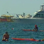 Un grupo de tiburones irrumpe en una competición de natación