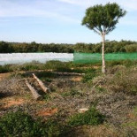 Talan un pinar repoblado para construir un campo de golf