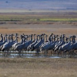 Fotografían el terror a la muerte de unas grullas