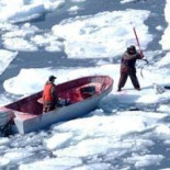 Rusia prohíbe la caza de bebés foca