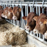 "Su leche, gracias".