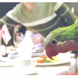 Condecoran a un loro que ayudó a salvar a una niña