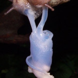 El pene de la babosa leopardo