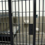 Las pruebas de ADN, confirman que Alfie (el niño de 12 años) no es el padre del bebé (ing)