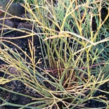 ¿Por qué el genoma de la ameba es doscientas veces mayor que el humano?