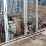 Una niña descubre un criadero ilegal de perros y lo denuncia a la Guardia Civil