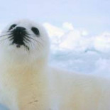 ¡Victoria para las focas, España votó a favor de la prohibición!