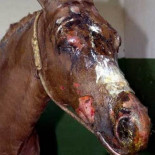 Juzgan a dos rejoneadores por quemar seis caballos de la competencia