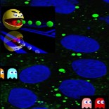 Hallan la maquinaria interna que controla la grasa acumulada en las células