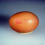 Cómo hacer un zeppelin partiendo de un simple huevo