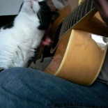 Cómo tocar la guitarra y acariciar a tu gato a la vez