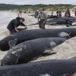Descubren que el sónar militar provoca el varamiento de los cetáceos
