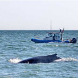Una ballena se adentra en Nueva York