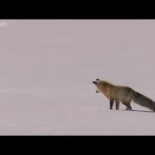 Zorro rojo buceando en la nieve