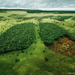 Los pulmones del planeta