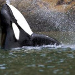 Liberar a "Willy" fue lo peor que se pudo hacer [Eng]