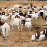 Cabras para cortar el césped en las oficinas de Google