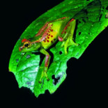 Identifican alrededor de 200 nuevas especies en Madagascar