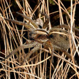 Arañas que vuelven de la muerte